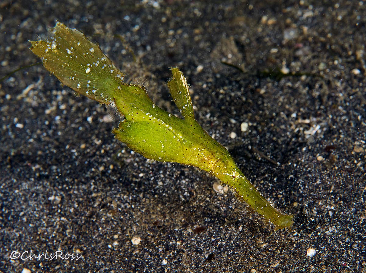 Robust Ghost pipefish 3