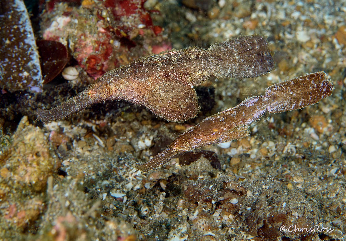 Robust Ghost pipefish 7