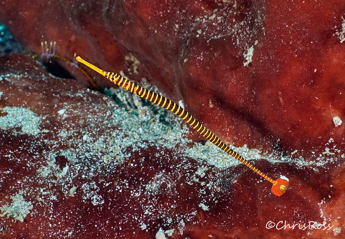 Yellow-Banded pipefish