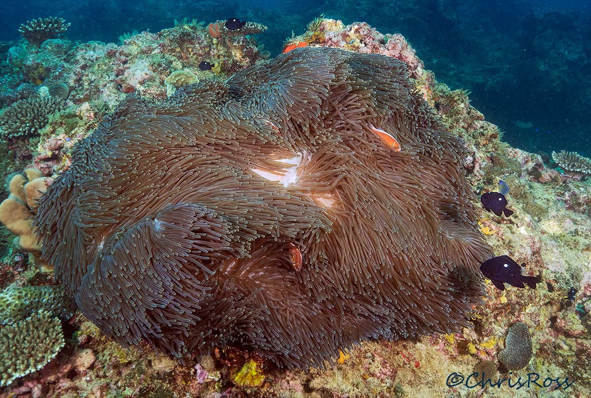 Anemone and Clownfish