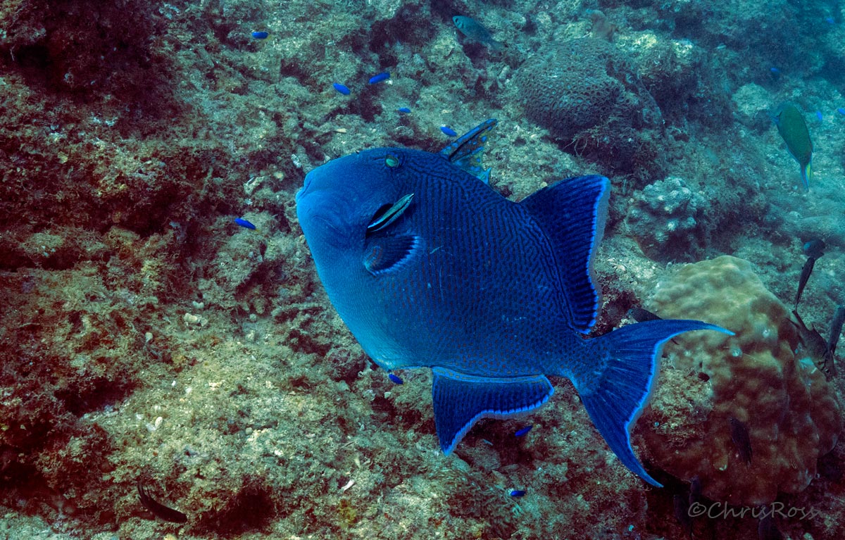 Blue Triggerfish