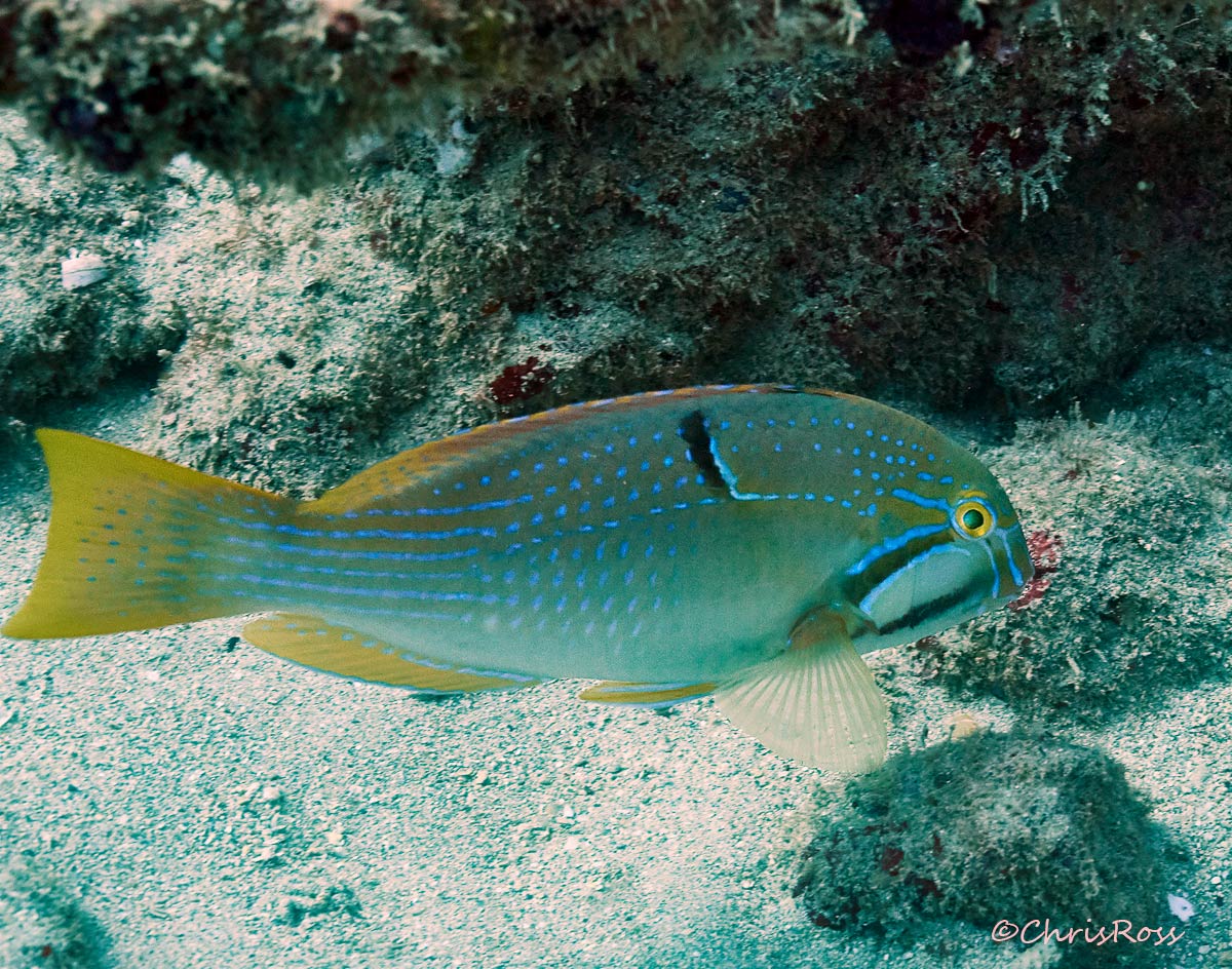 BlueSpottedTuskfish