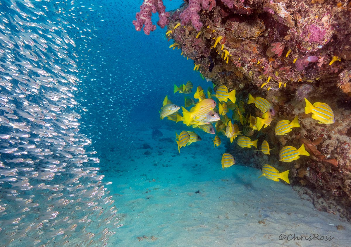 Glassfish + Snapper School 2
