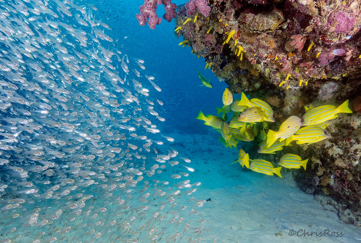 Glassfish + Snapper School