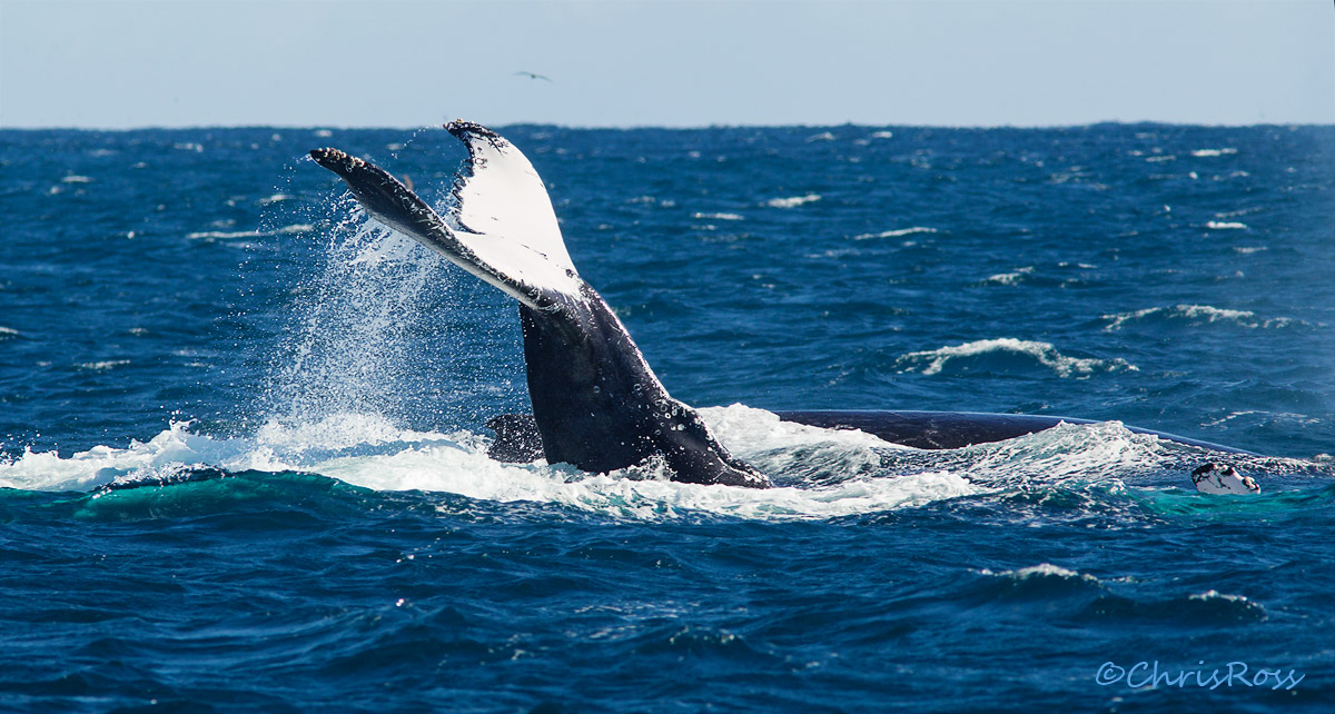 Humpback Tail Slap
