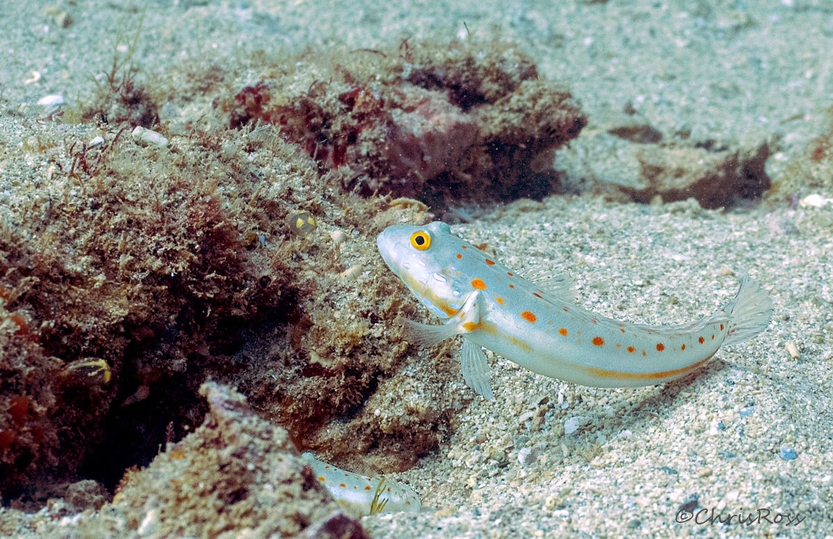 Orange-Dashed Goby