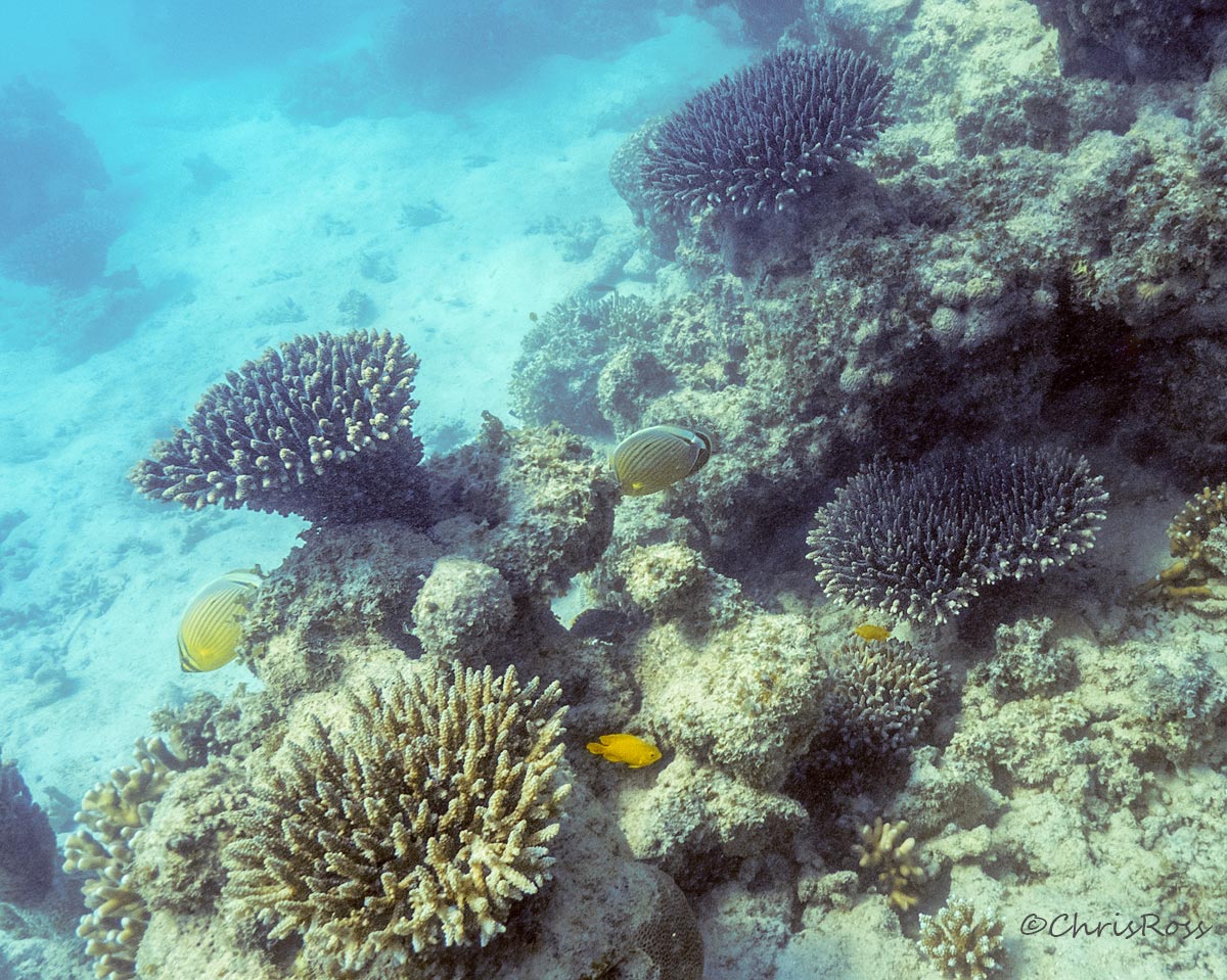 Redfin Butterflyfish and Lemon Damsel
