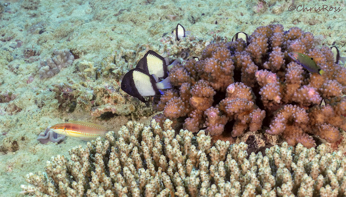 Reticulate dascyllus and Wrasse