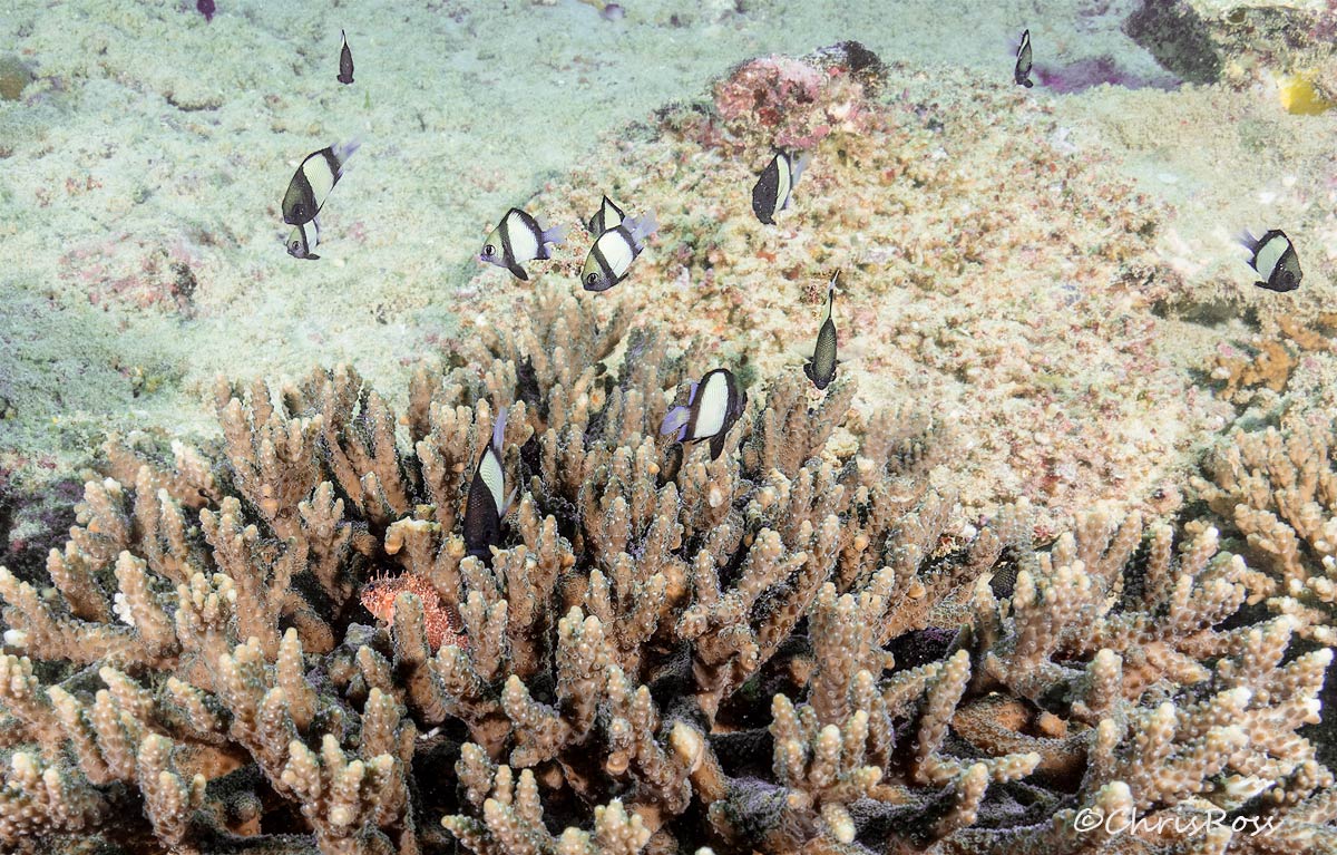 Reticulate dascyllus