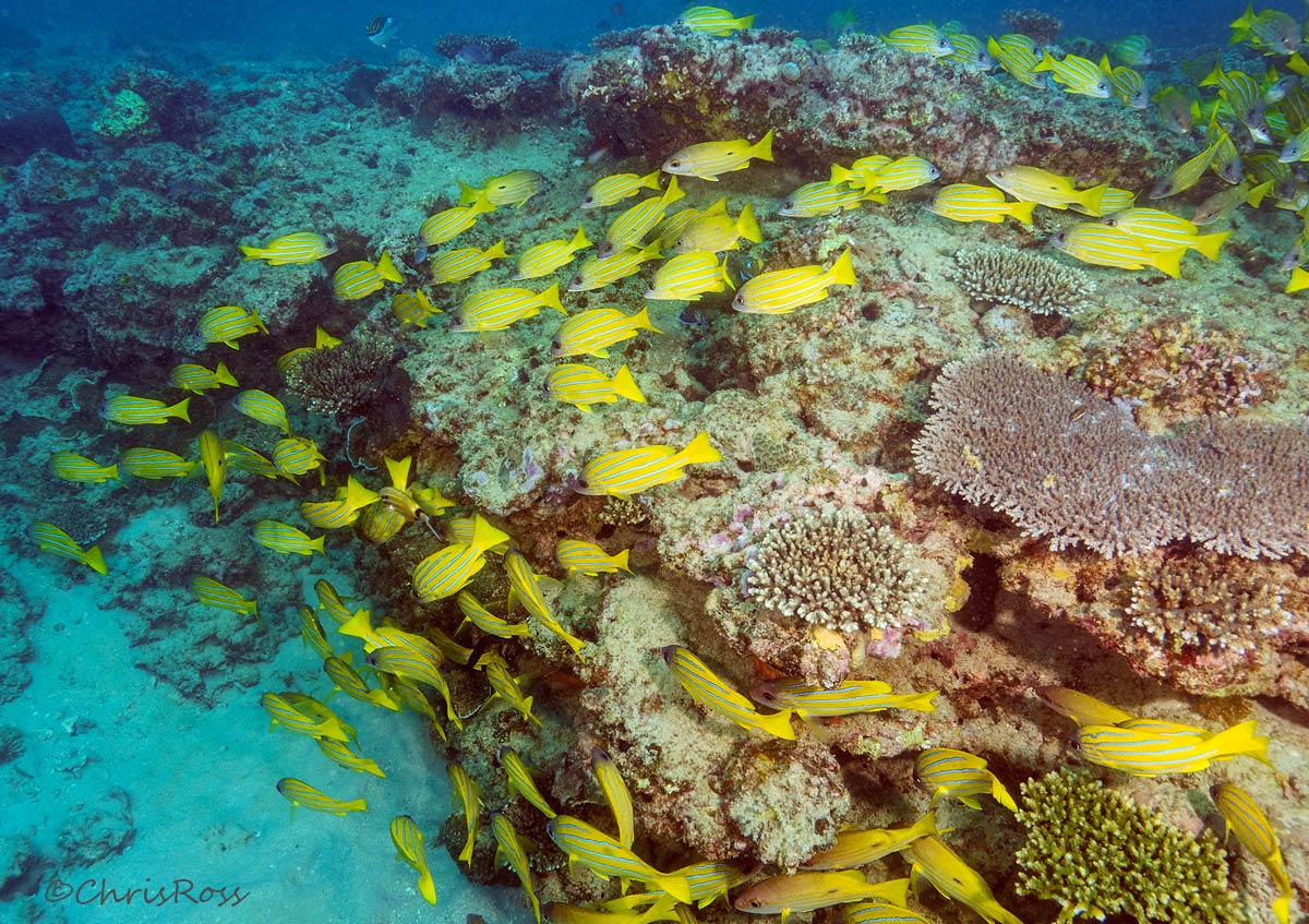 Snapper School